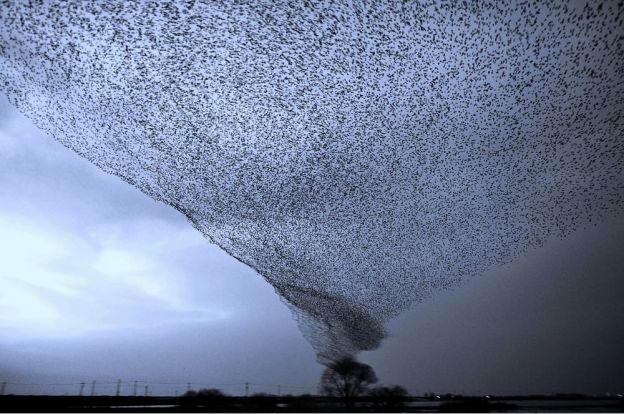 A tornado of birds