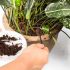 Recycle coffee grounds as fertilizer
