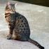 Egyptian Mau