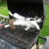Cats Who Fell Asleep in Weird Places