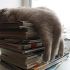 Cats Who Fell Asleep in Weird Places