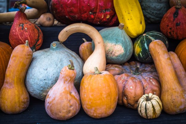 Squash Season