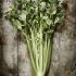 Celery