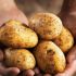 Identifying Good Potatoes