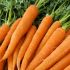 Raw carrots
