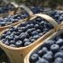 Blueberries
