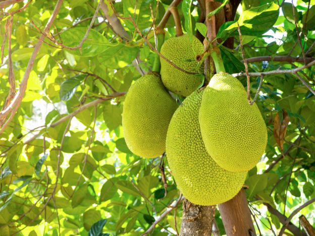 Jackfruit