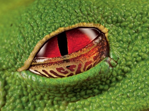 The eye of a frog, Costa Rica