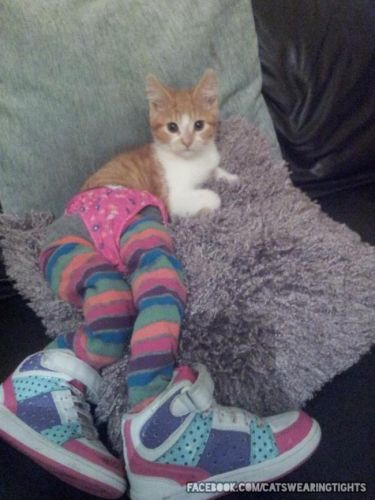 Cats in Leggings
