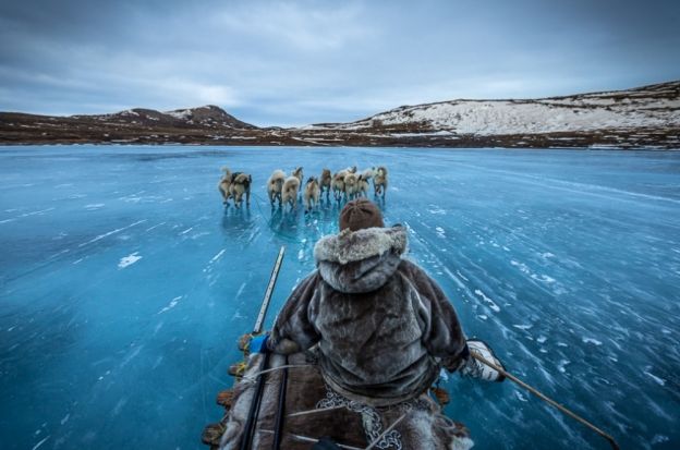 Sled dogs, Greenland