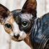 Sphynx