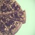 Crunchy chocolate cheesecake