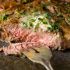 Easy Garlic Butter Steak