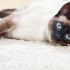Siamese