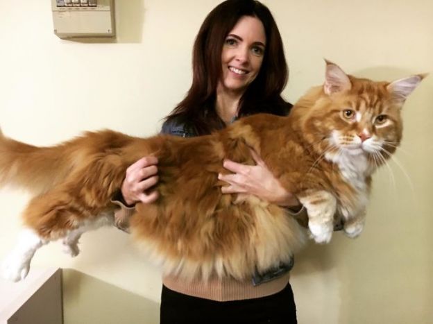 UNBELIEVABLE PICTURES: This is the World's Longest Cat
