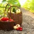 Vegetables and legumes