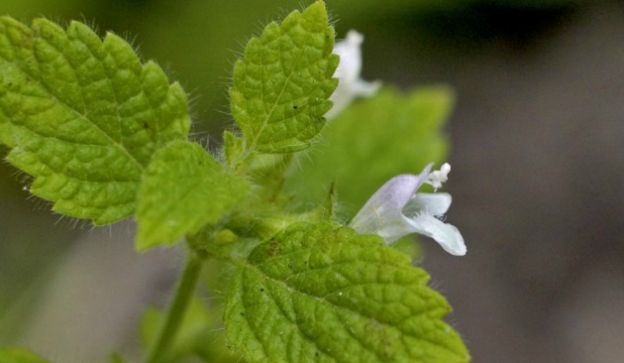 4. Lemon Balm