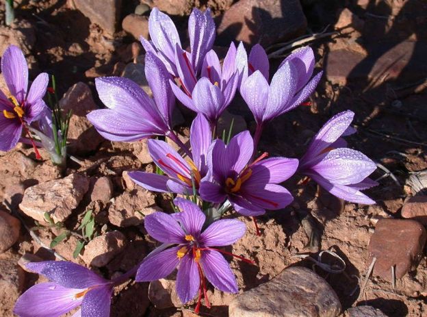 Saffron