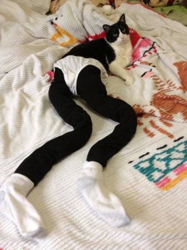Cats in Leggings