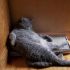 Cats Who Fell Asleep in Weird Places