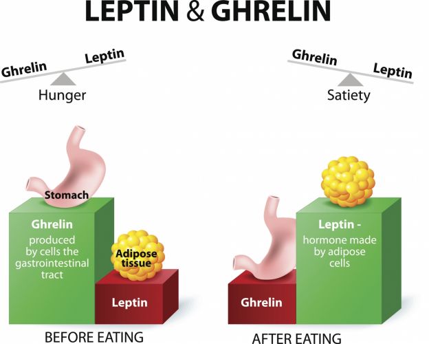 3. Leptin