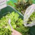 Arugula