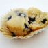 Blueberry muffins