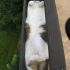 Cats Who Fell Asleep in Weird Places