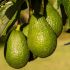 2. Avocados Ripen Faster When Stored With Other Fruits