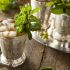 Mint julep