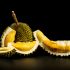 Durian - Southeast Asia