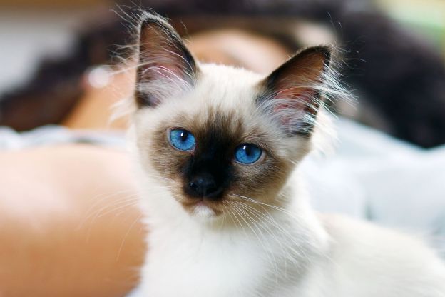 Birman