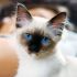 Birman