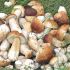 Eggs and mushrooms