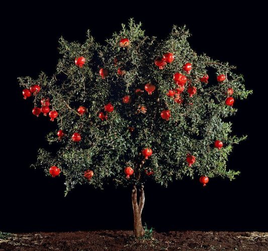 Pomegranate