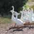 Goose eggs: edible but less common