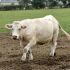 Cow's milk