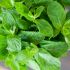 Fresh Herbs