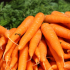 Carrots