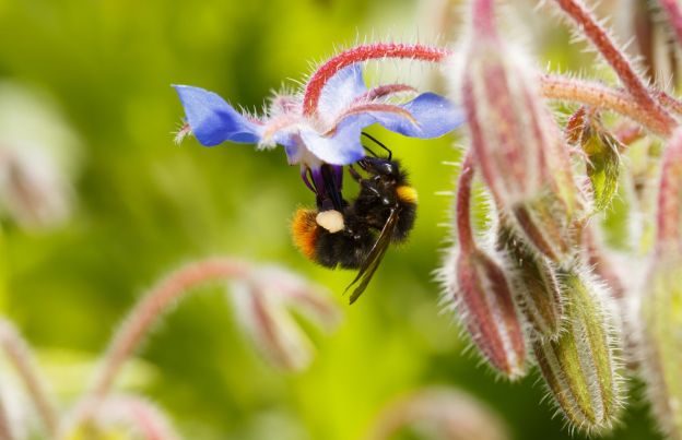 Bees are your friend