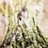 Grilled Parmesan Garlic Asparagus