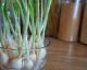 Here are 10 fruits and vegetables you can easily grow at home!