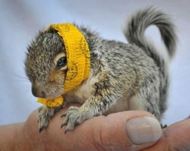 Baby animals in casts