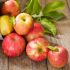 Apples