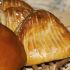 Apple turnover