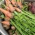 Carrots