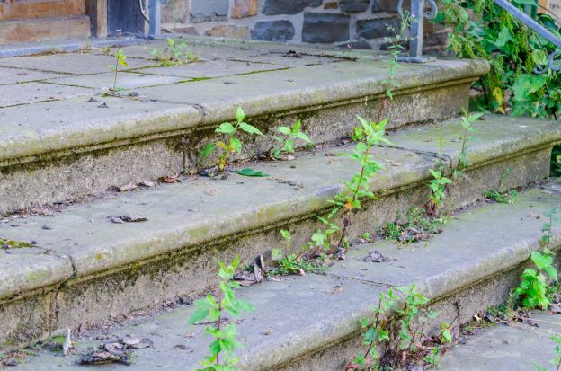 Natural Weed Fighters