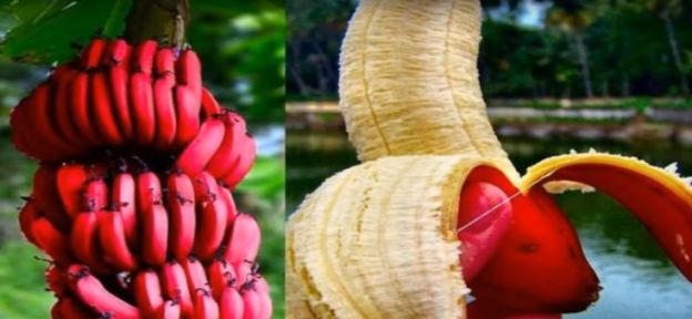 RED BANANA