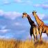 South Africa