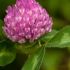 RED CLOVER